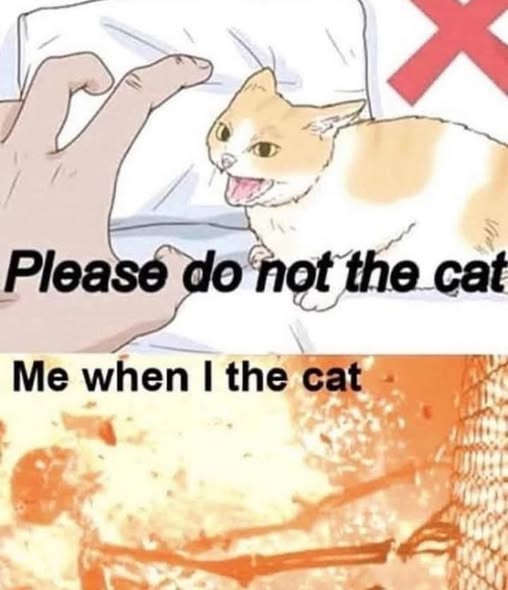 Gato en estado de norma absoluta