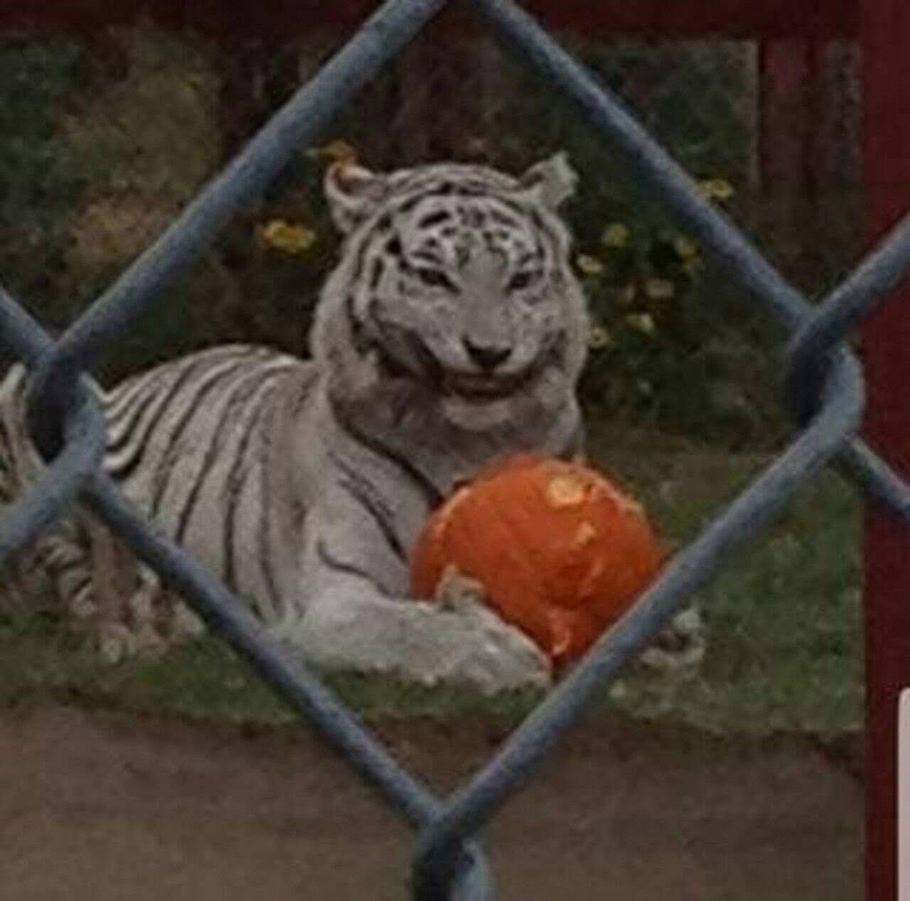 Felicidad rara pero totalmente valida dentro de la liturgia gamer