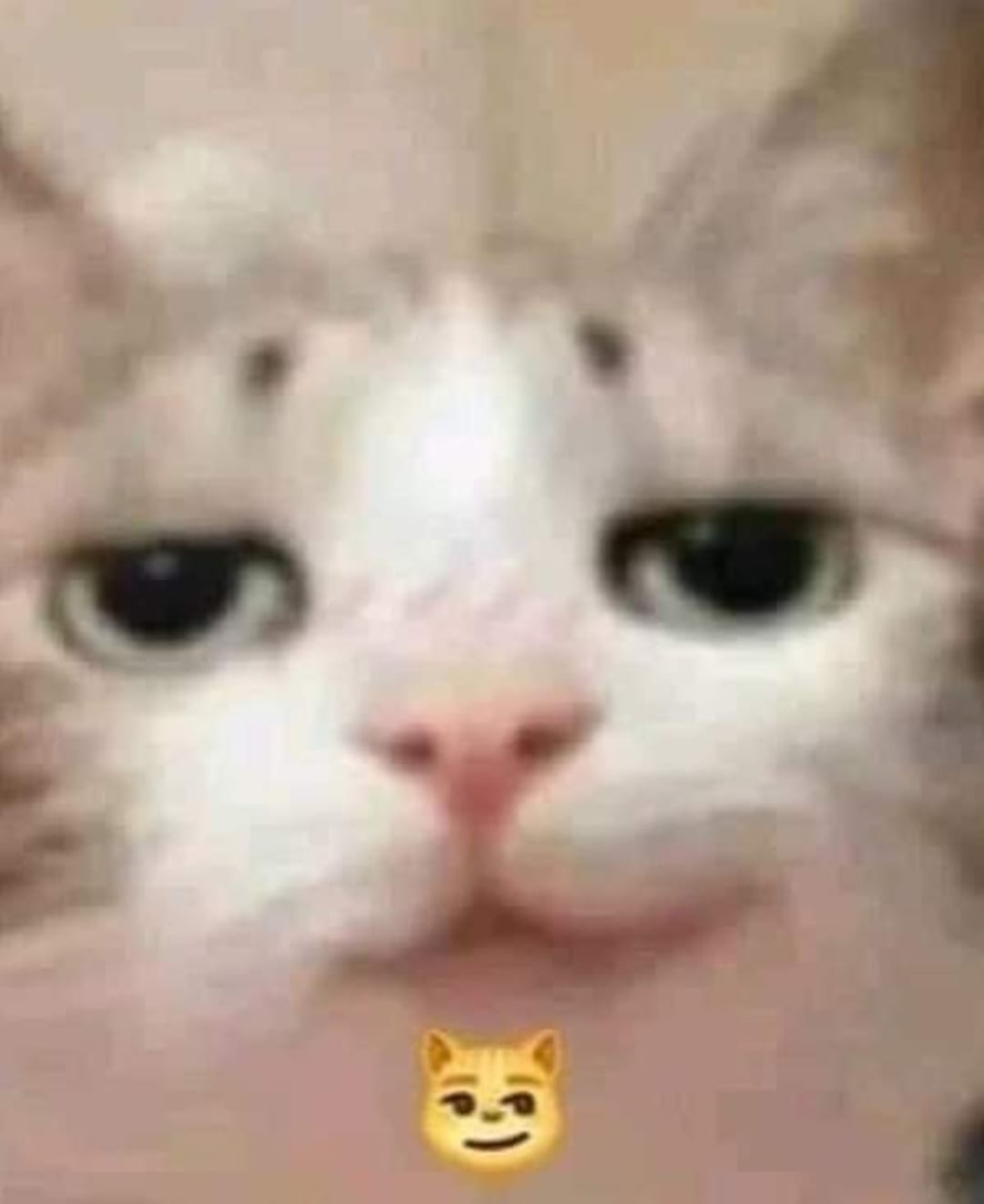 Gato en modo cool supremo