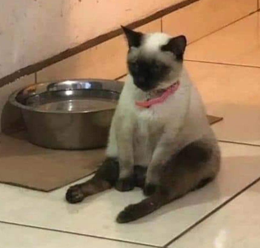 Gato esperando comida con disciplina total