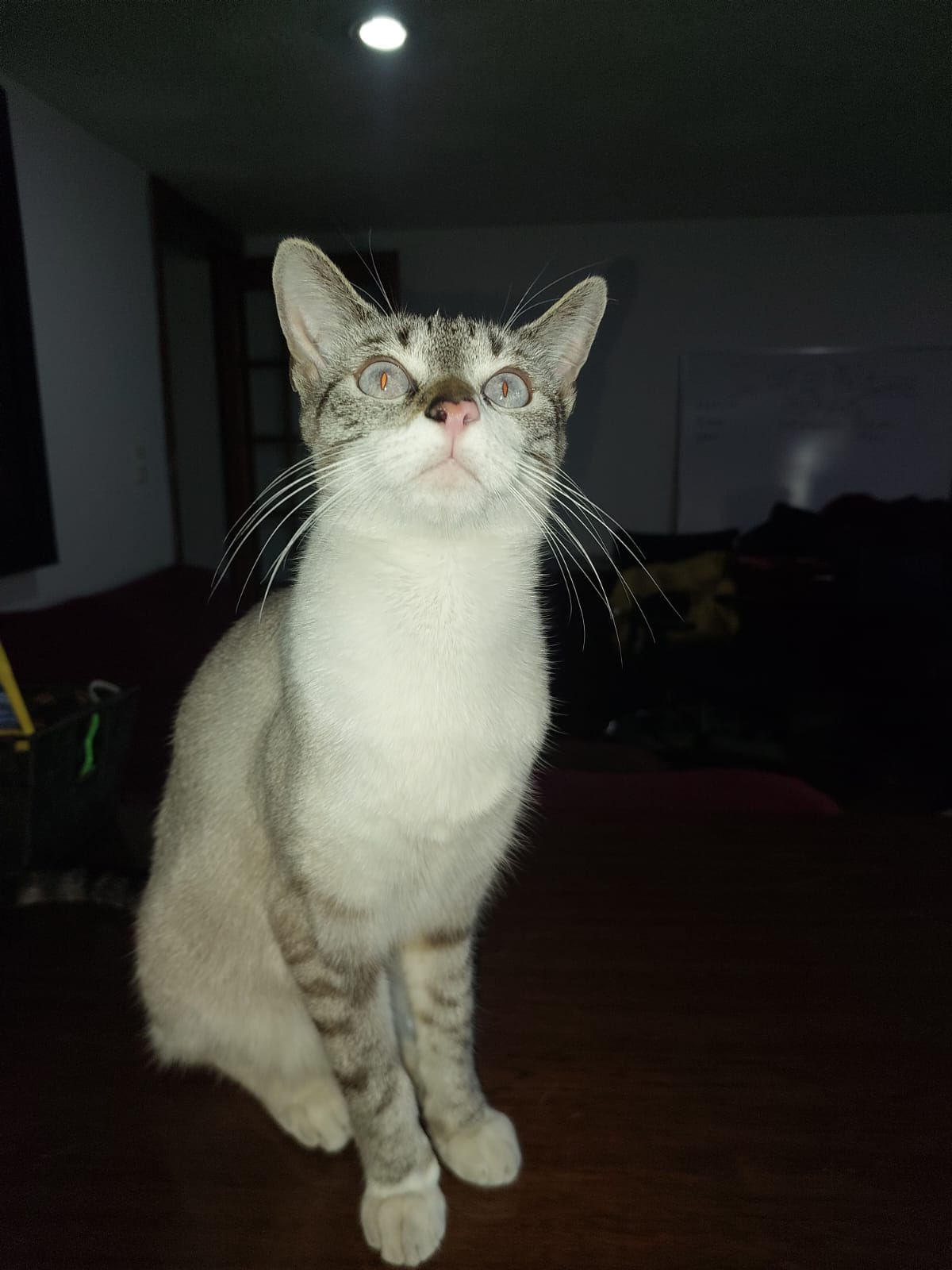 María Antonieta real como figura principal de su propia sección